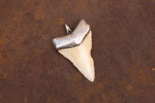 Antique Silver Shark Tooth Amulet Pendant; 19th Century