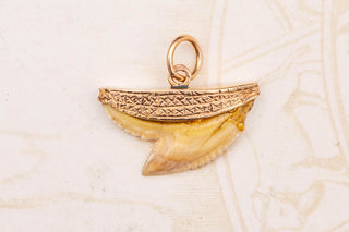 Victorian Shark Tooth Pendant