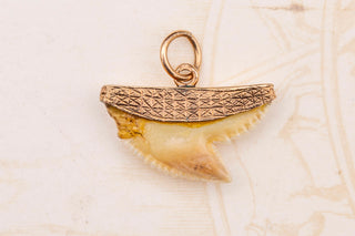 Victorian Shark Tooth Pendant