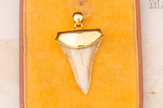 Vintage Gold Shark Tooth Pendant